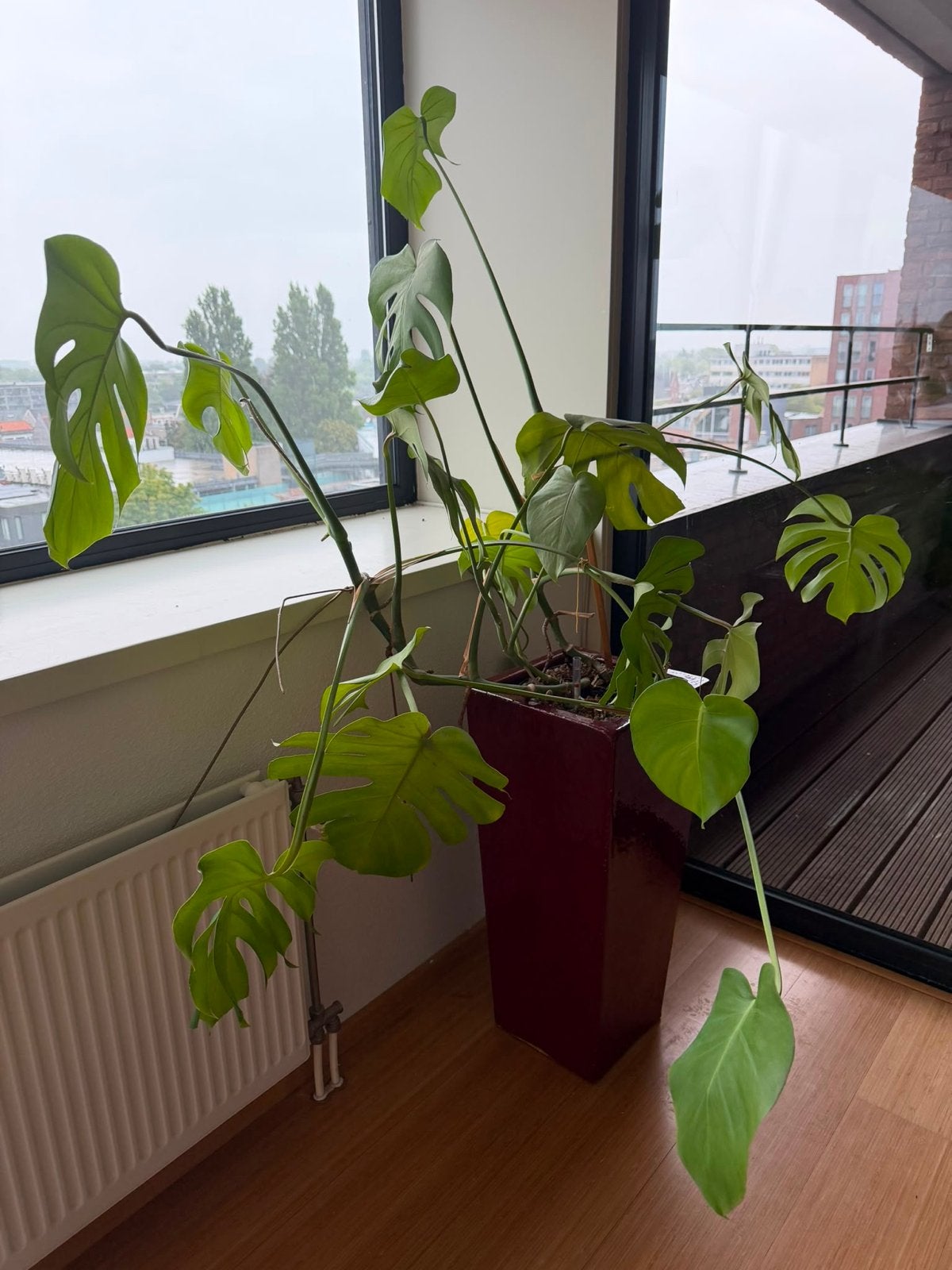 Grote Monstera Deliciosa kamerplant op hydrocultuur, Huis en Inrichting, Ophalen, 100 tot 150 cm, Overige soorten, Halfschaduw