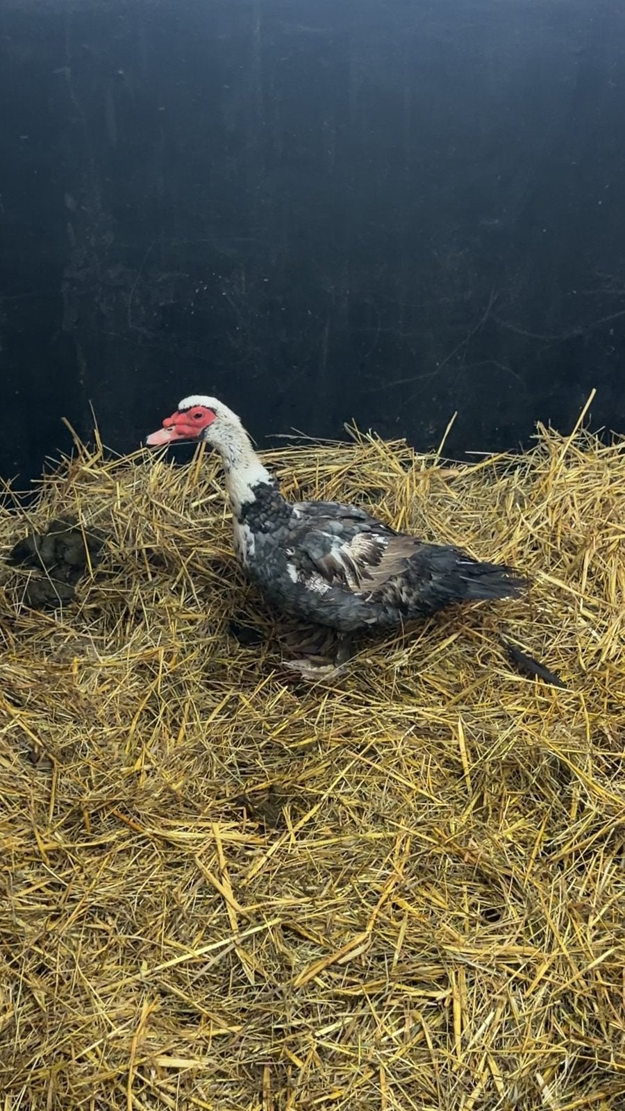 Grijze muskus eend, Dieren en Toebehoren, Mannelijk, Eend
