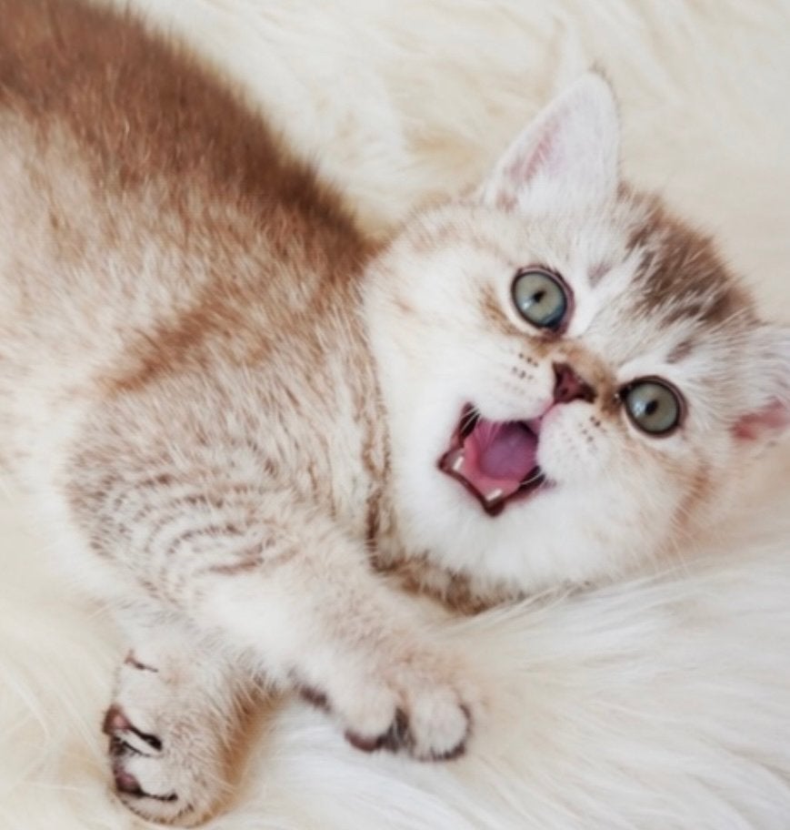 Prachtige unieke golden shaded britse korthaar kittens!, Dieren en Toebehoren, Katten en Kittens | Raskatten | Korthaar, Meerdere dieren