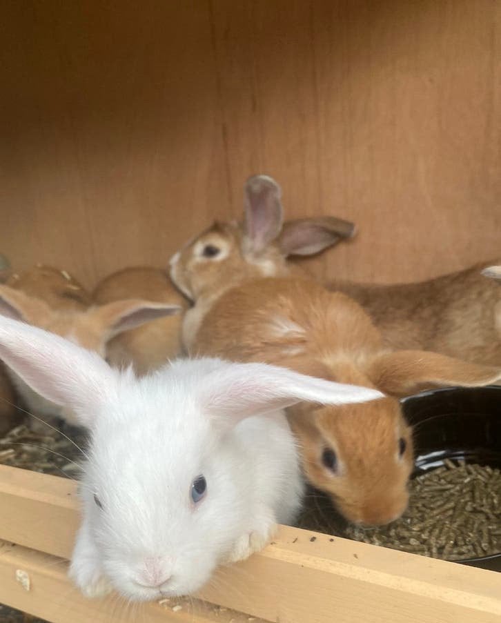 Baby dwerg konijnen, Juni, Meerdere dieren, Cavia