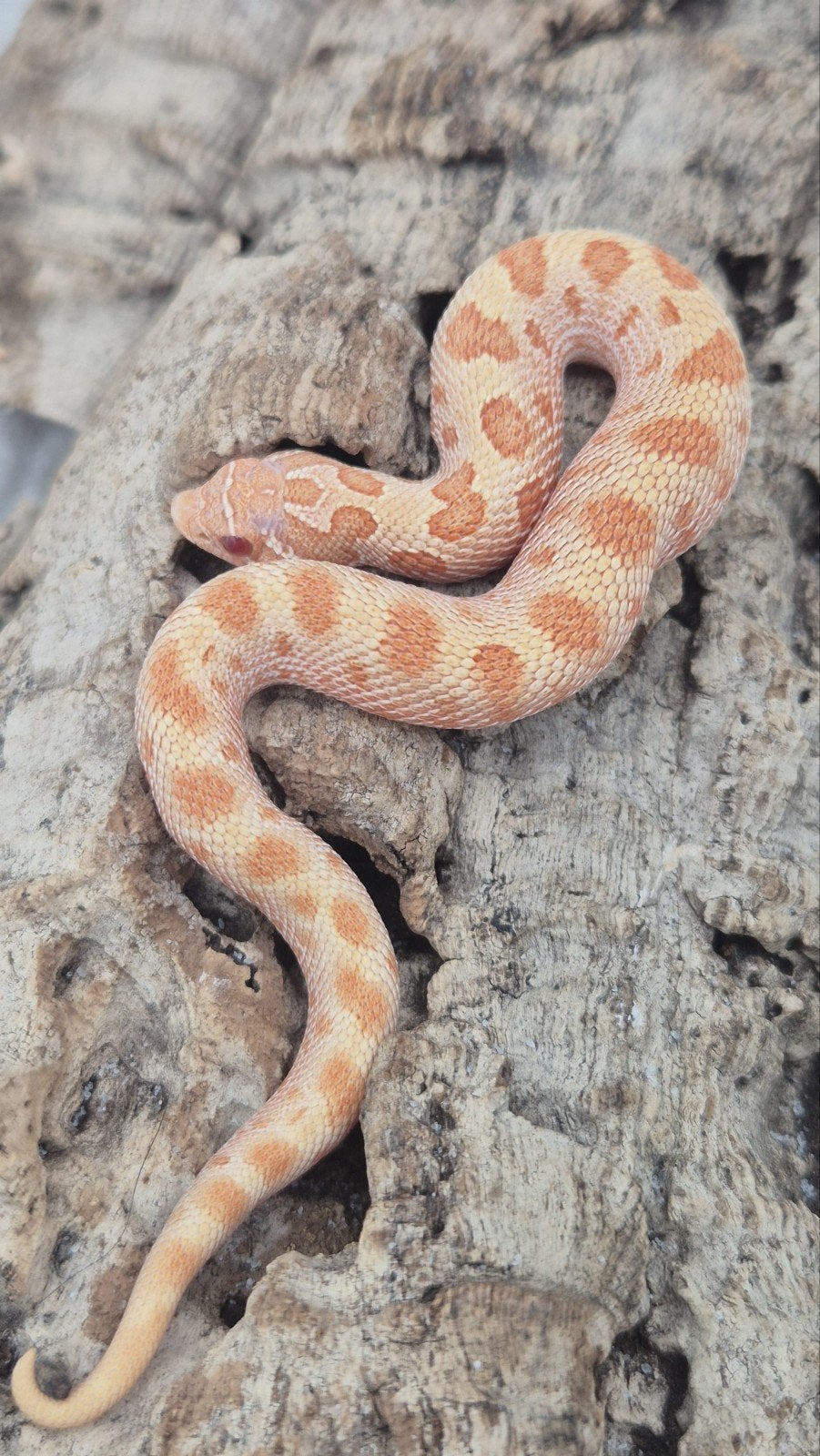 haakneusslang het snow Hognose Snake photo 5