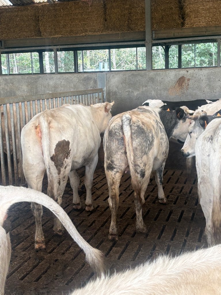4 drachtige blauwe vaarzen, Dieren en Toebehoren, Runderen, Mannelijk, 0 tot 2 jaar