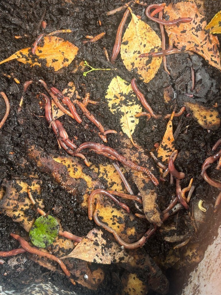 Compostwormen, Ophalen, Tuinaarde