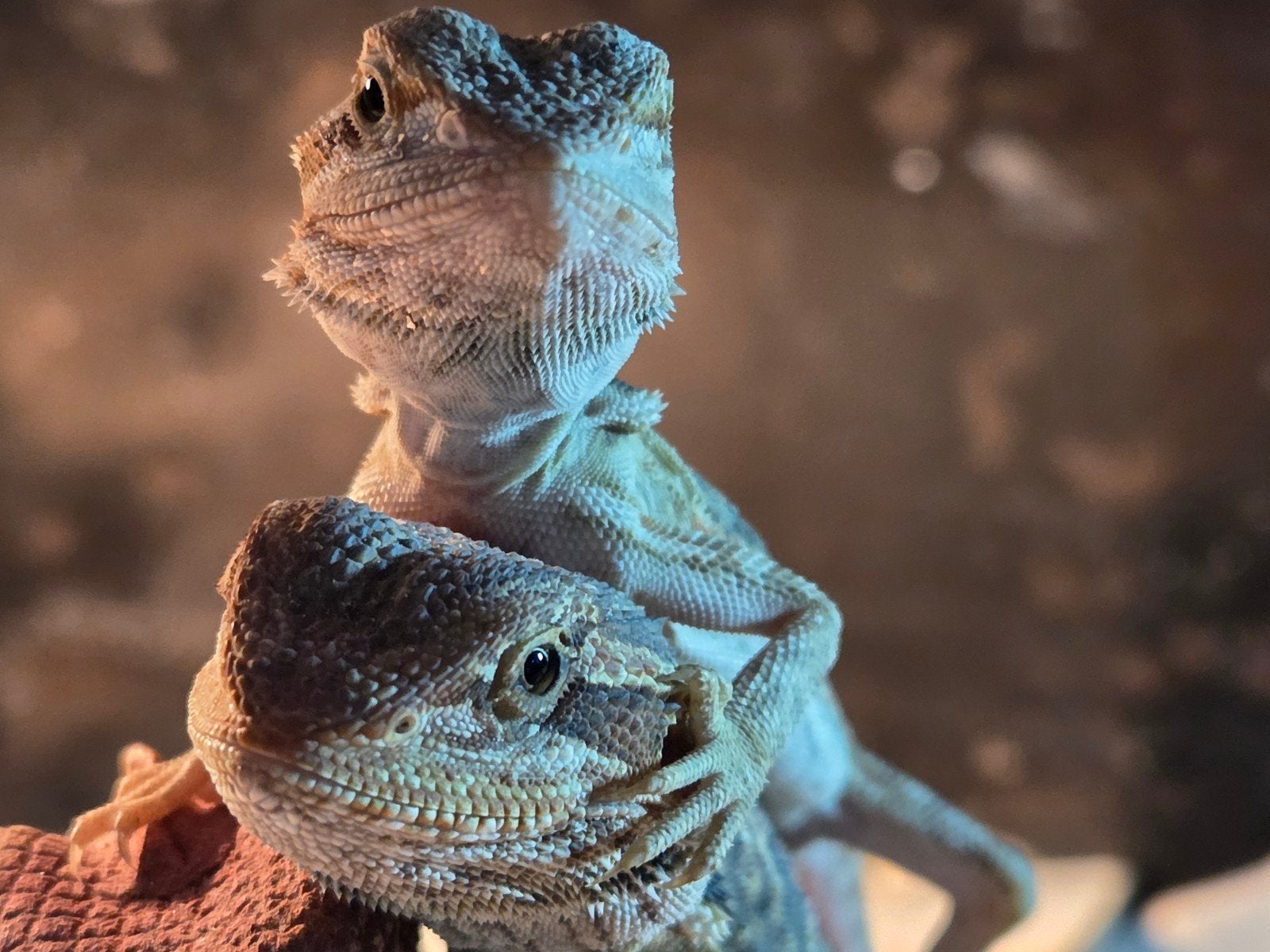 Baardagamen van 24-4-2026, Dieren en Toebehoren, Reptielen en Amfibieën, Tam, 0 tot 2 jaar
