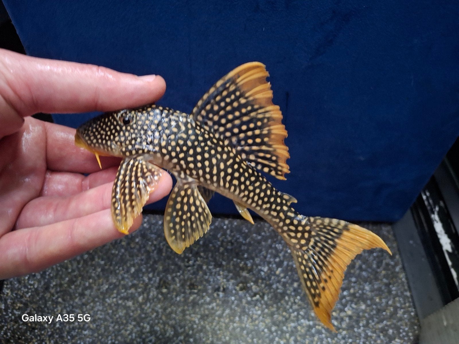 Scobinancistrus aureatus, Dieren en Toebehoren, Vis