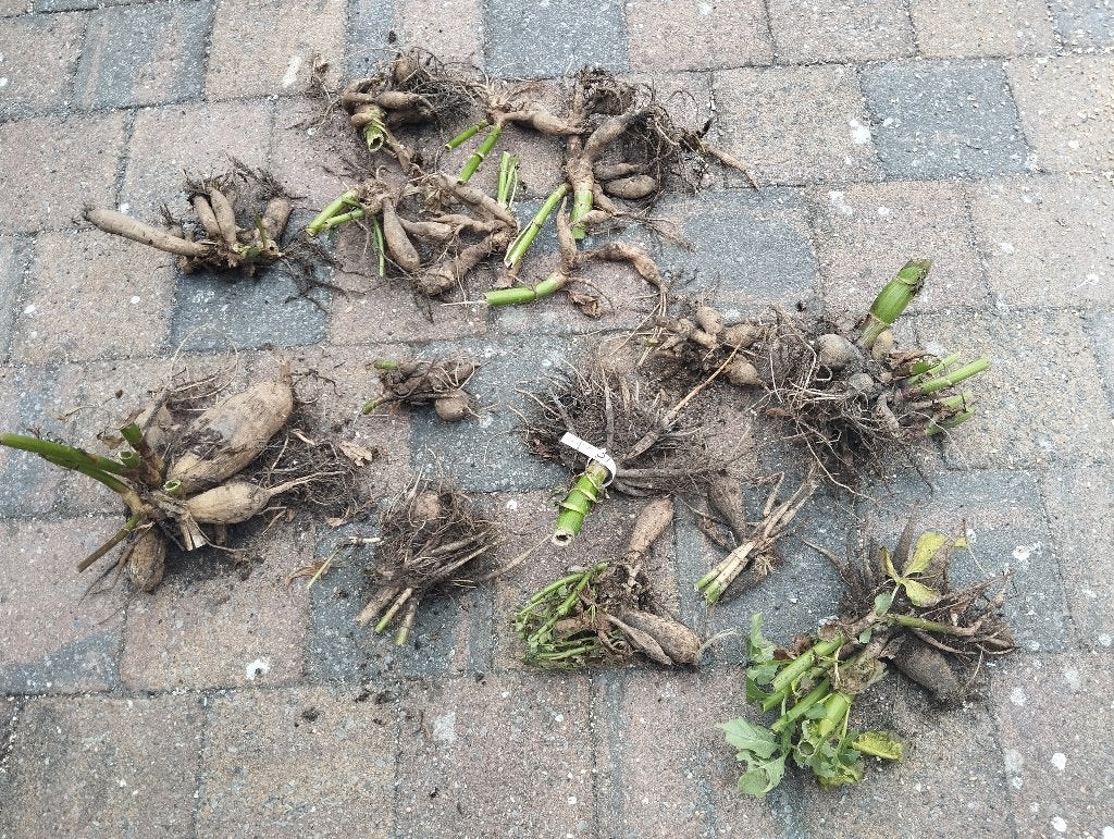 Dahlia knollen te koop, Ophalen of Verzenden, Voorjaar, Volle zon, Knol