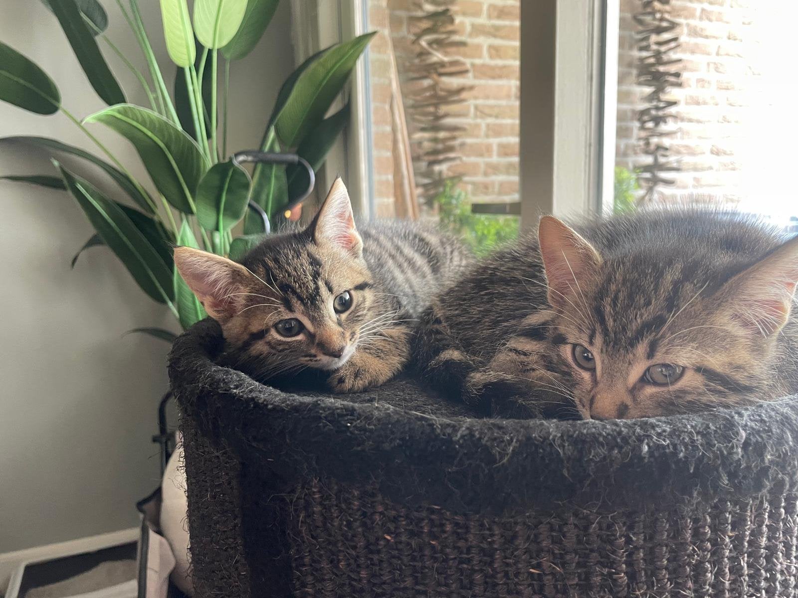 Lief nestje kittens, Meerdere dieren