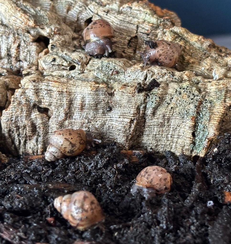 Agaatslak - Achatina fulica, Januari, Meerdere dieren