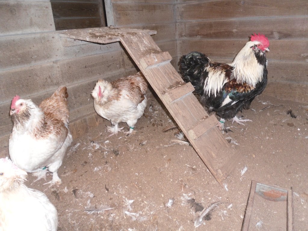 t.k. broedeieren Faverolle groot zalm, Meerdere dieren, Kip