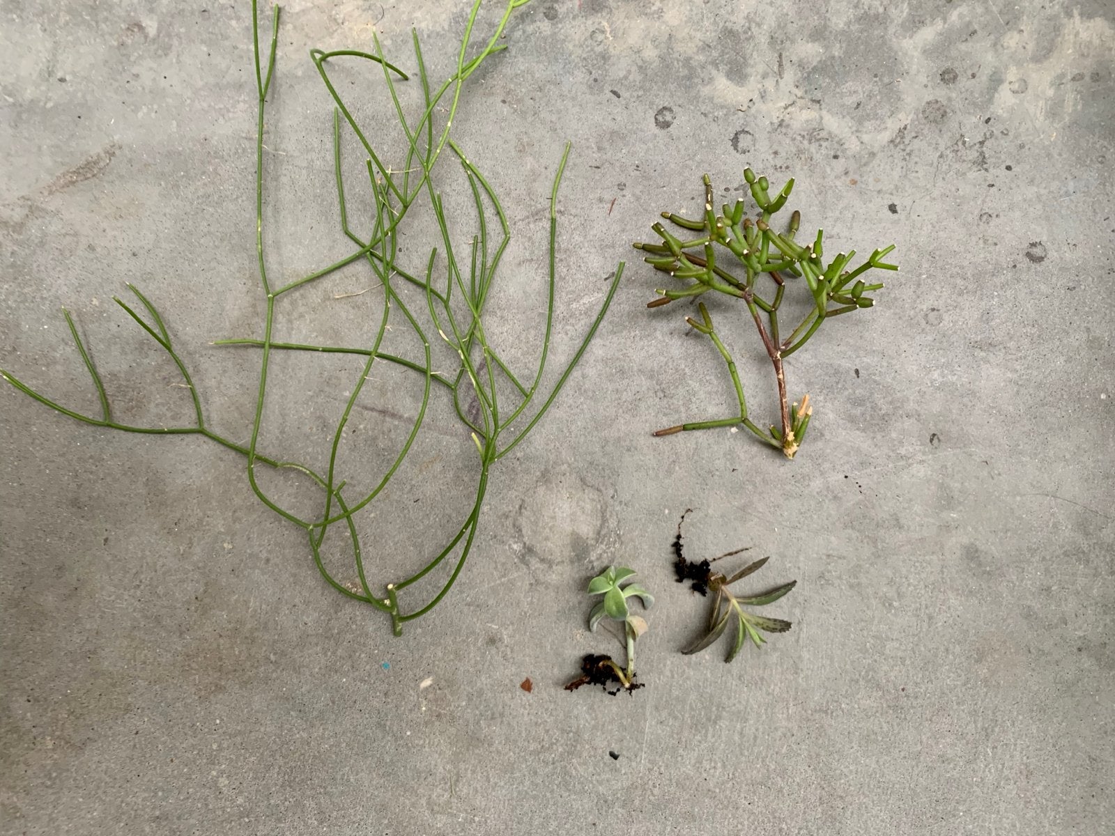 Diverse plantenstekjes - Creëer je eigen groene oase!, Overige soorten, Minder dan 100 cm, Groene kamerplant, Halfschaduw