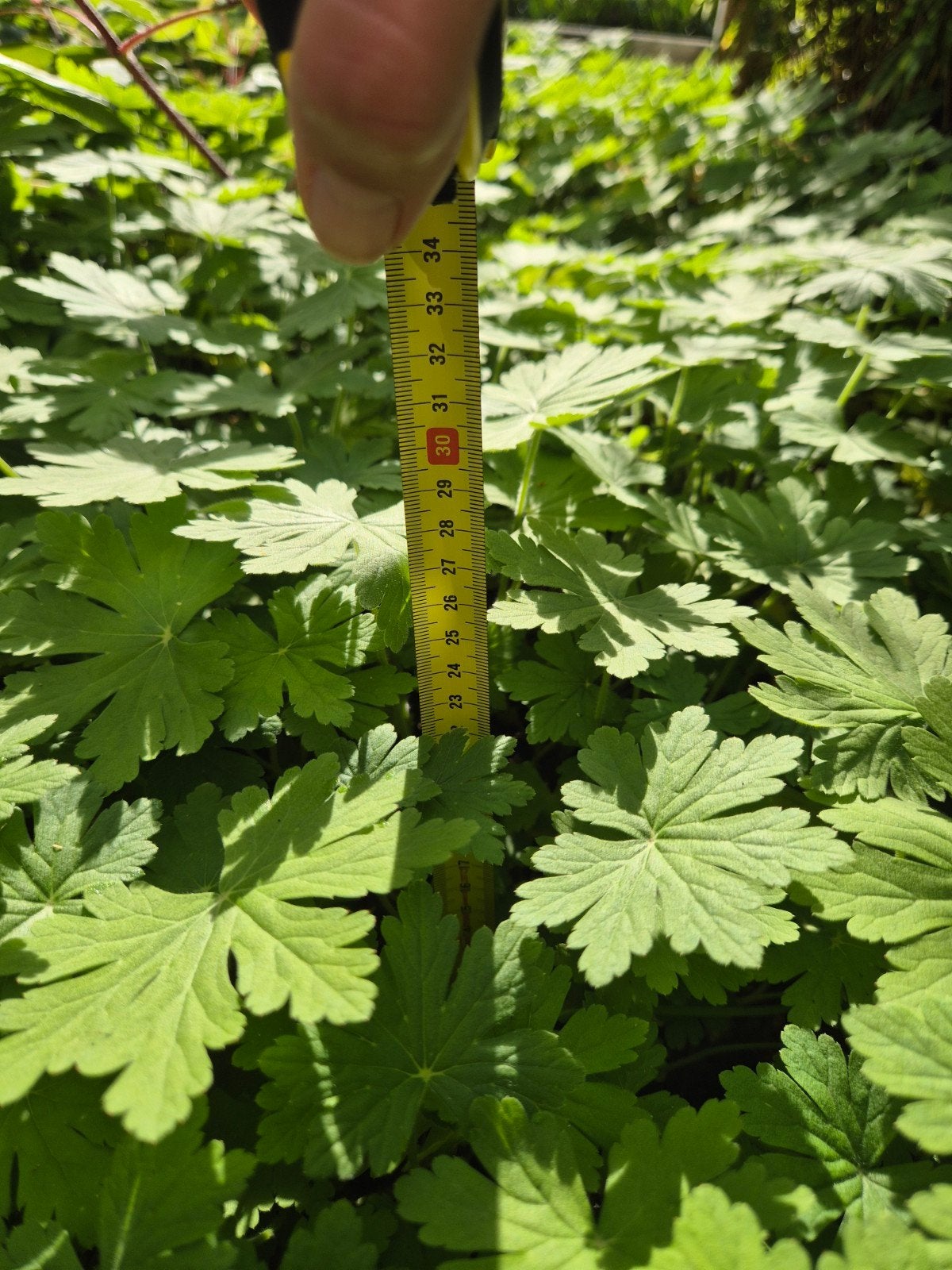 4 m² Bodembedekker Geranium (Ooievaarsbek), Ophalen, Vaste plant, Bodembedekkers, Volle zon