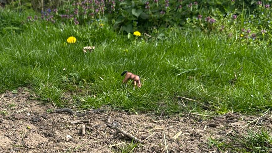 Sleich veulen, Meerdere dieren
