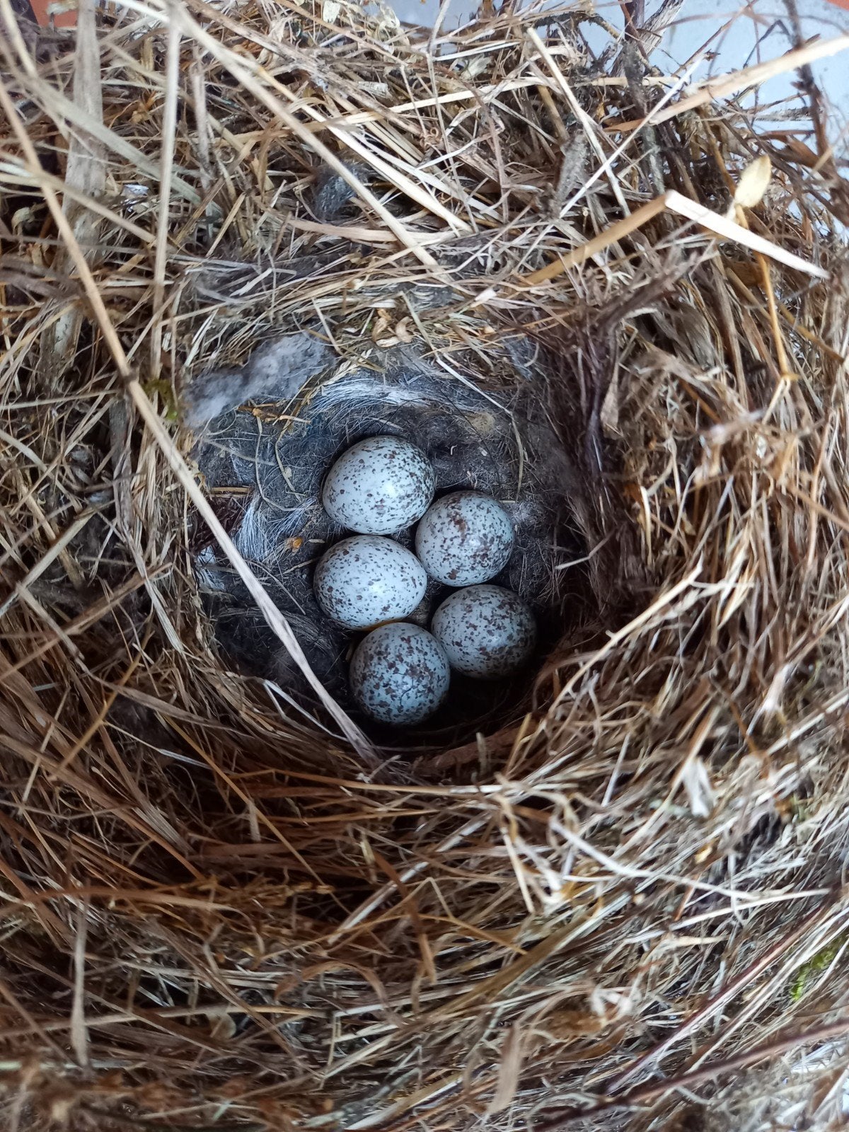 Vogelnestje 5 intacte eitjes, Ophalen of Verzenden