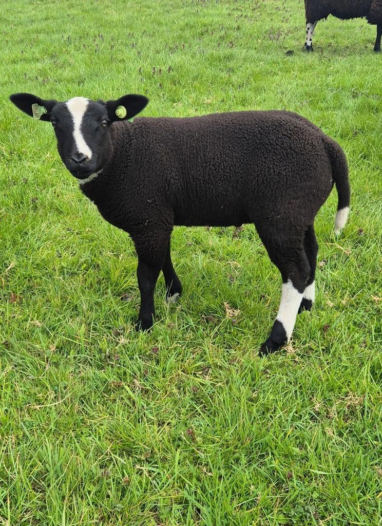 Bonte ram, Dieren en Toebehoren, Mannelijk, Schaap, 0 tot 2 jaar