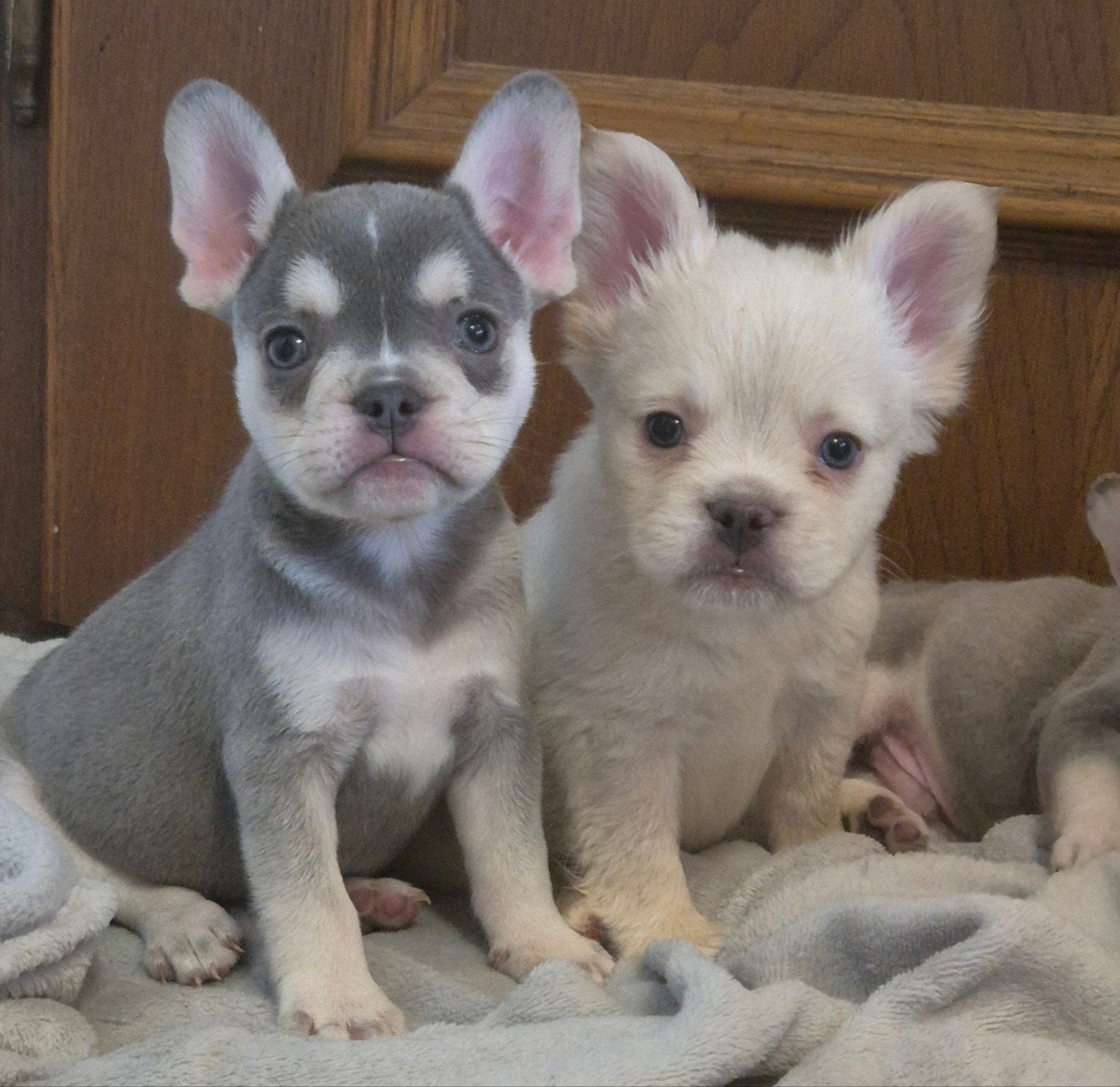 franse bulldog puppys beschikbaar, Dieren en Toebehoren, Honden | Bulldogs, Pinschers en Molossers, Parvo, 8 tot 15 weken, Bulldog