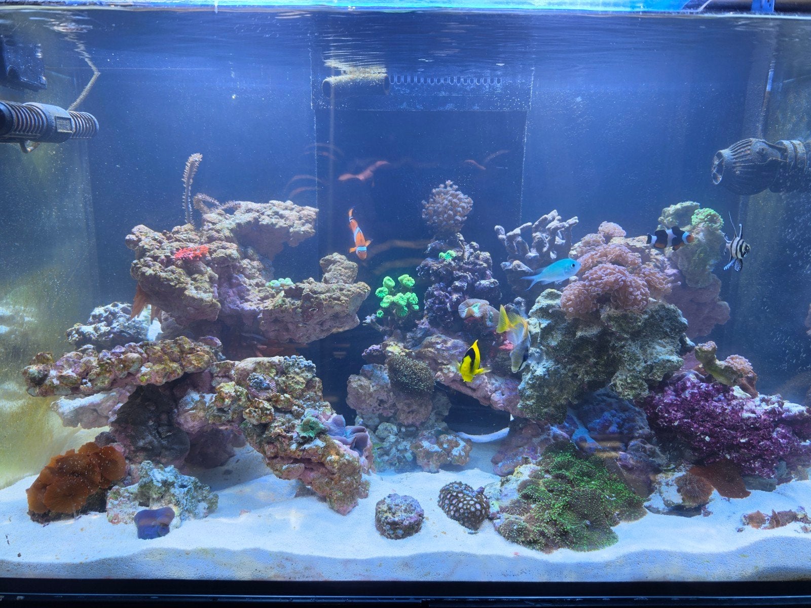 Red sea 250, Dieren en Toebehoren, Ophalen of Verzenden