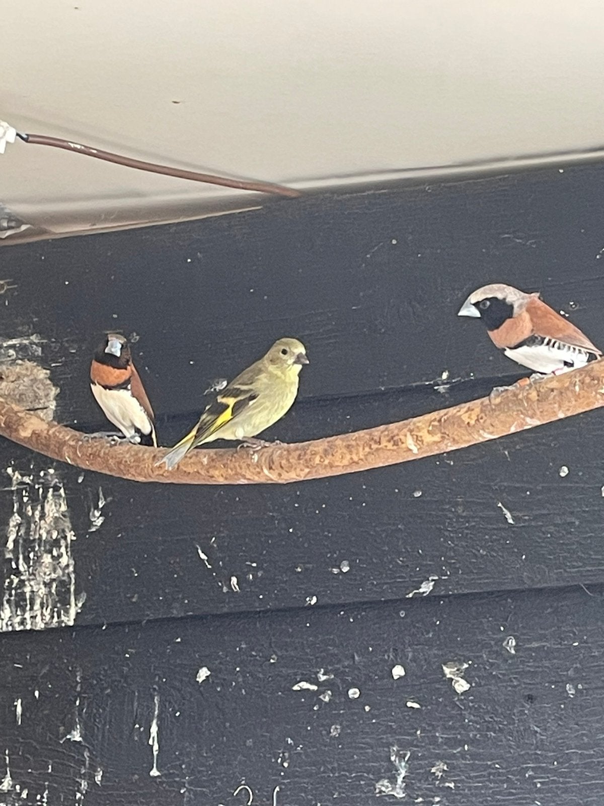 2 jonge zwartkopsijzen, Geslacht onbekend, Tropenvogel, Geringd