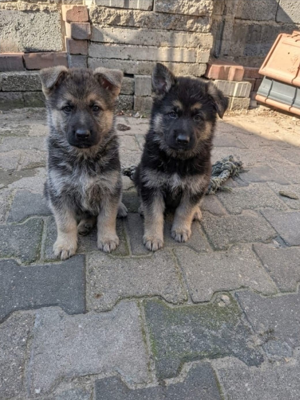 Duitse keer Zwitserse  herder, 8 tot 15 weken, Meerdere, Meerdere dieren, Herder