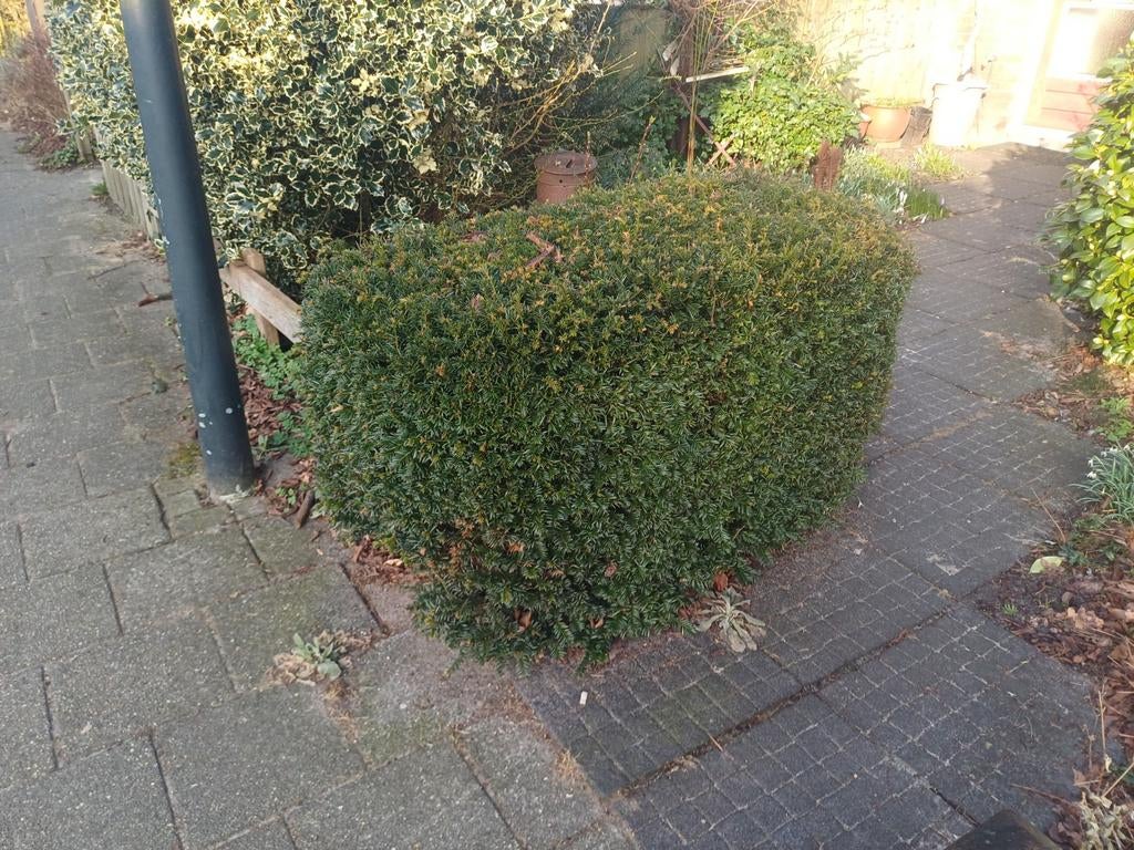 Gezonde taxusstruik gratis af te halen, Tuin en Terras, Ophalen