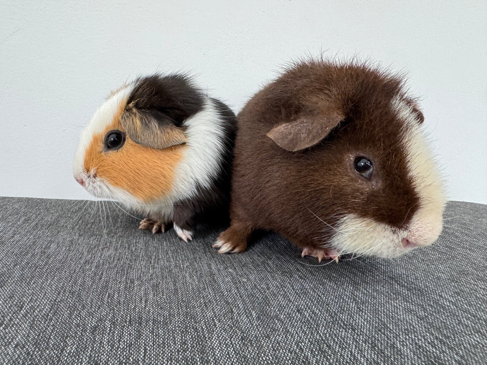 Leuk koppeltje beertjes, Dieren en Toebehoren, Knaagdieren, April, Meerdere dieren, Cavia