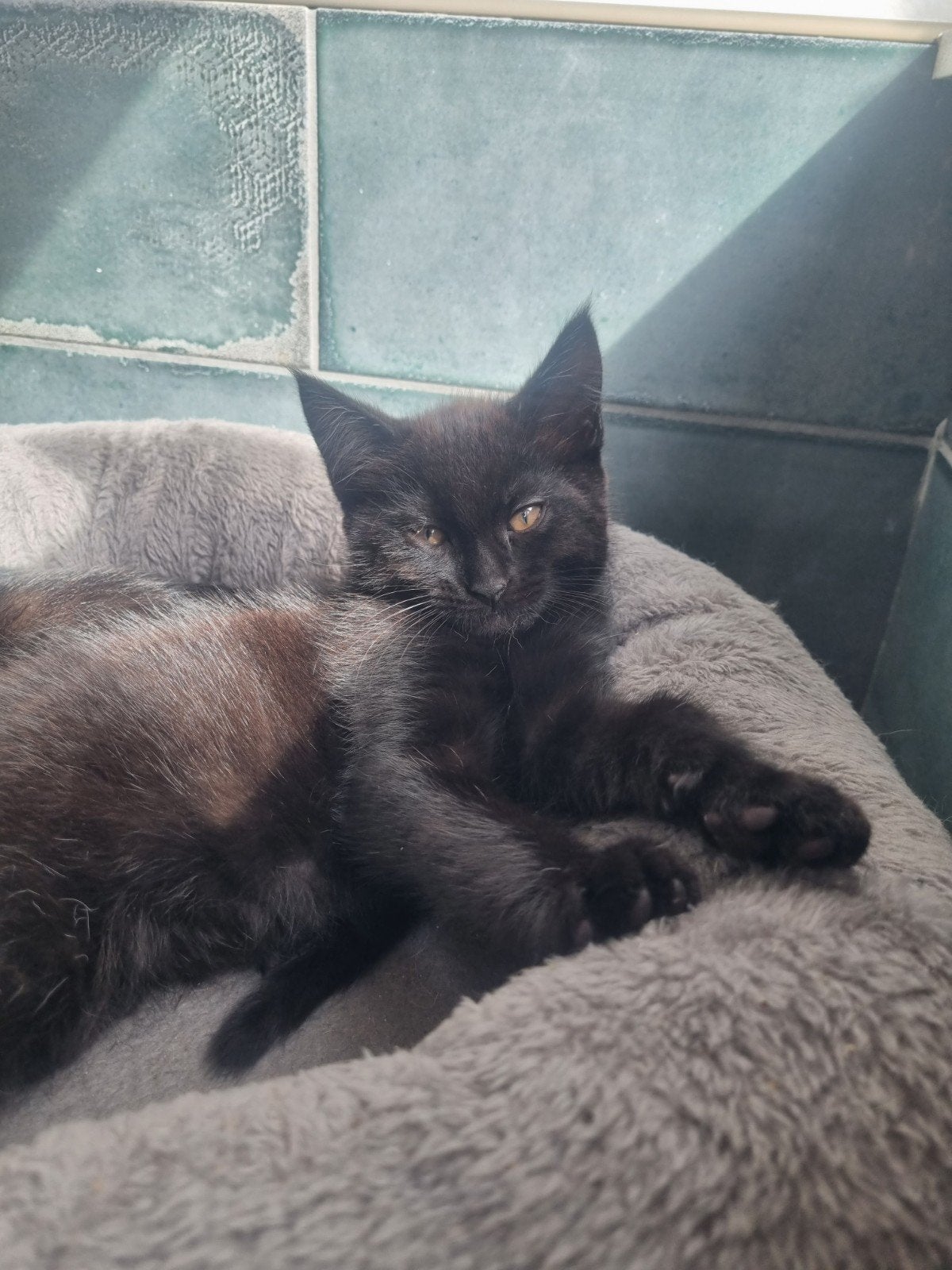Maine coon kruising kittens, Meerdere dieren, Ontwormd, 0 tot 2 jaar