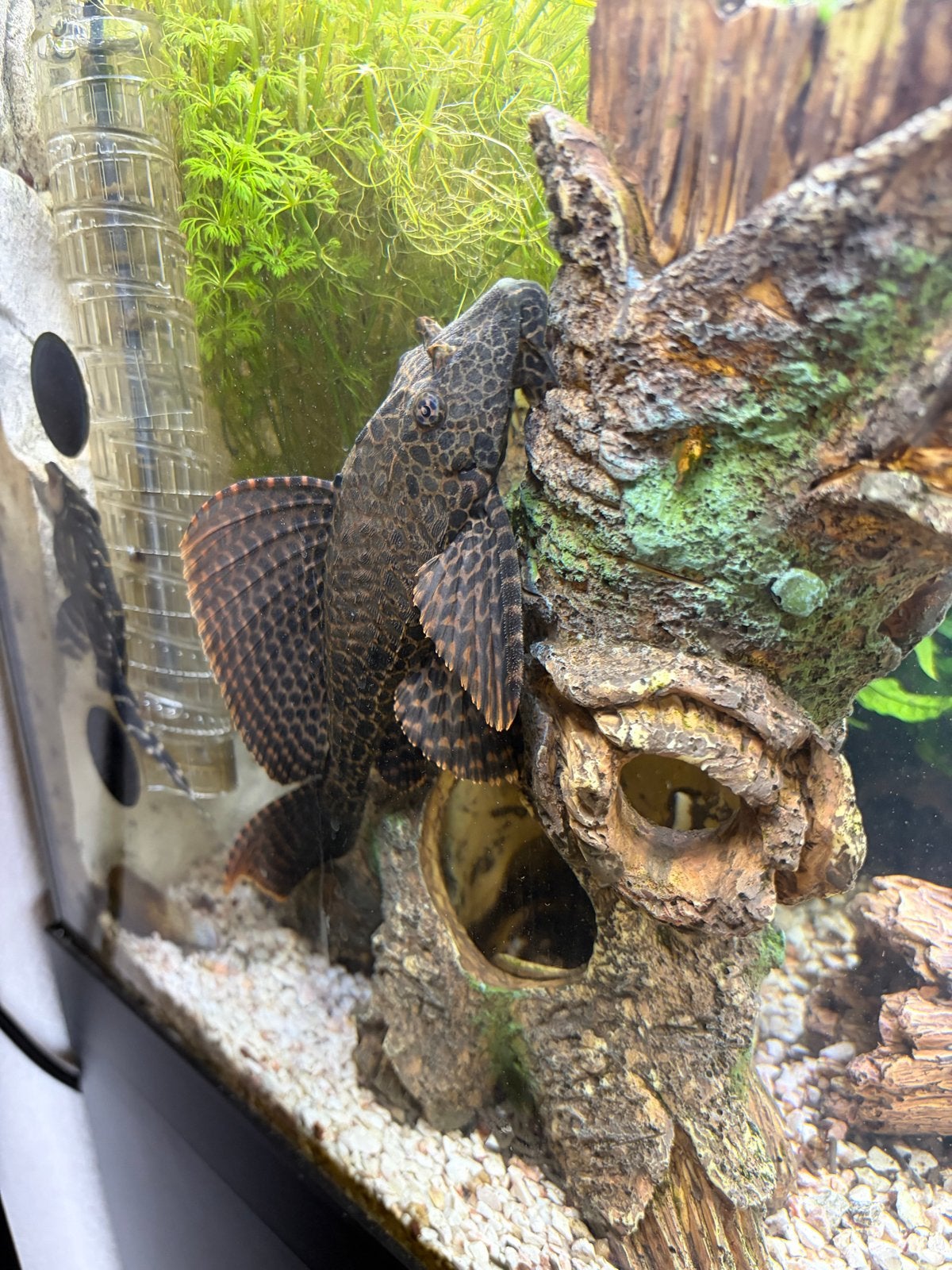 Vissen, Dieren en Toebehoren, Vissen | Aquariumvissen, Vis