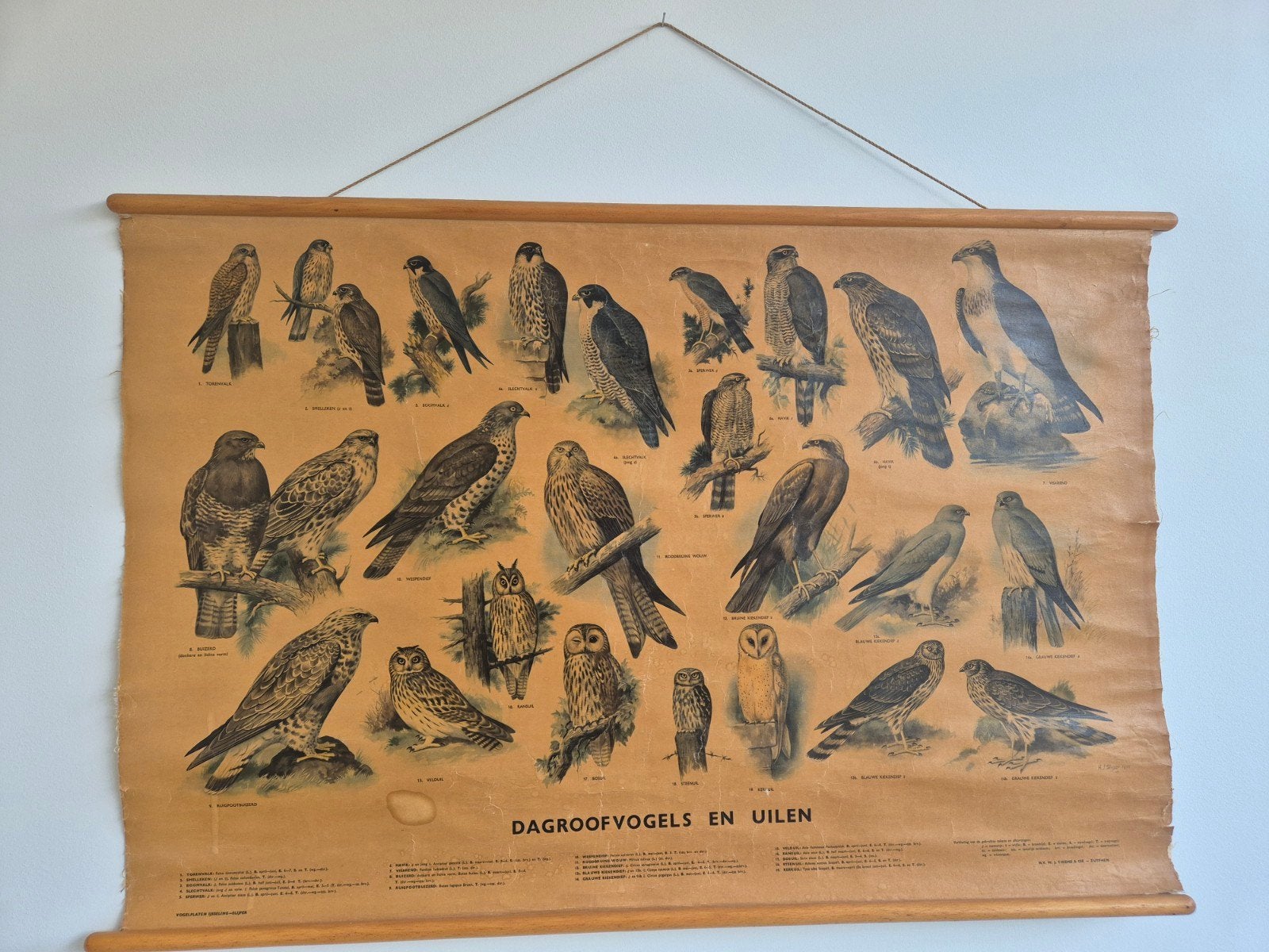 Oude schoolplaat roofvogels en uilen - Thieme Zutphen, Antiek en Kunst, Ophalen of Verzenden
