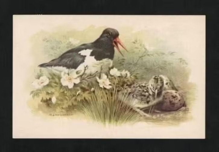 Texel Scholekster Eieren Jong., Ophalen of Verzenden, 1960 tot 1980, Gelopen, Vogel