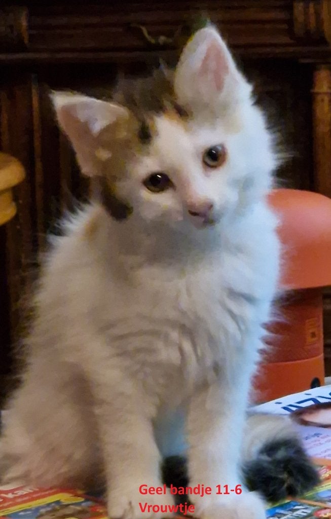 Maine coon kittens, Meerdere dieren, Gechipt, 0 tot 2 jaar