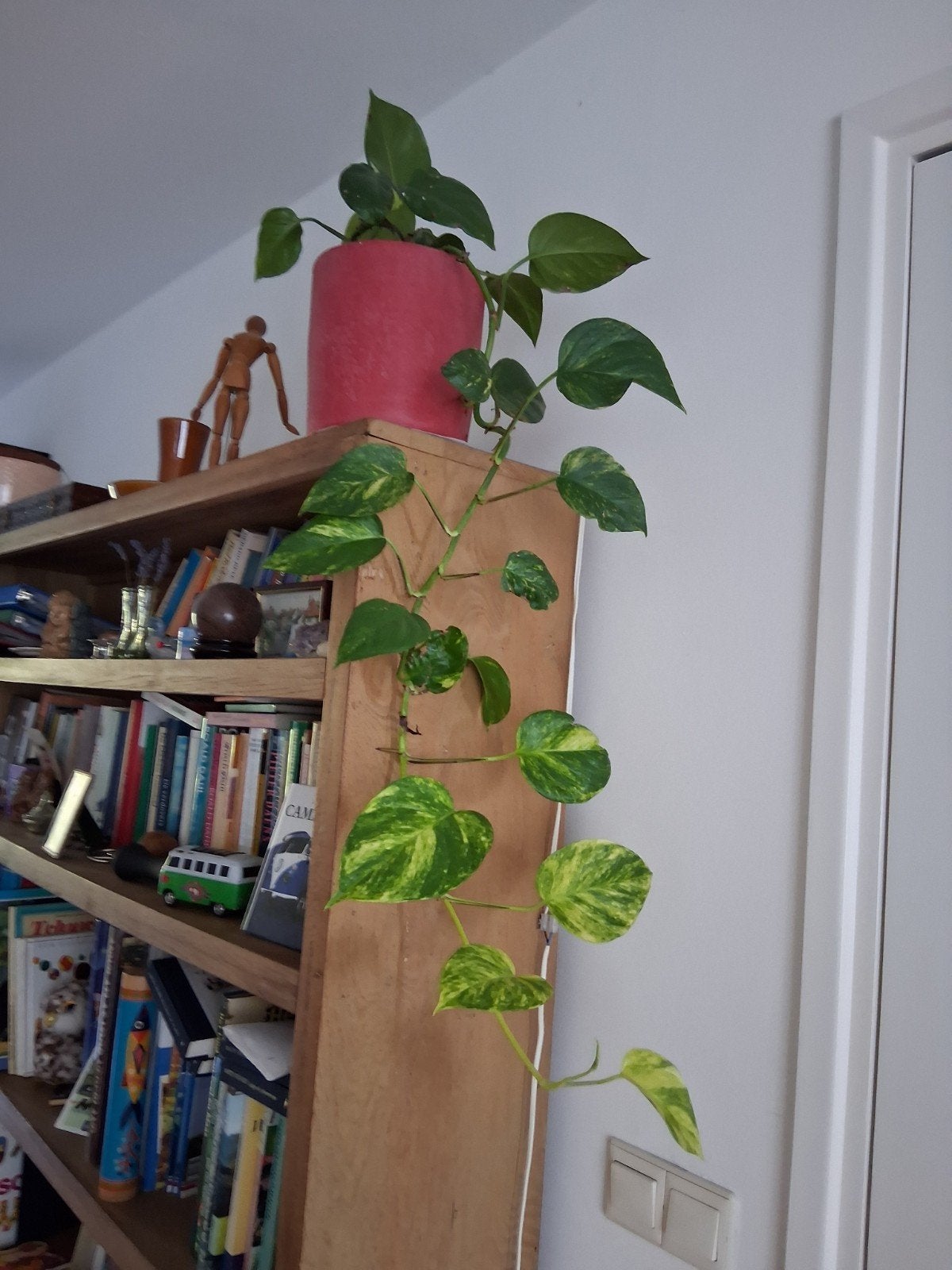 'kleine' drakenklimop scindapsus €9, Huis en Inrichting, Kamerplanten, Ophalen of Verzenden, Halfschaduw, Minder dan 100 cm