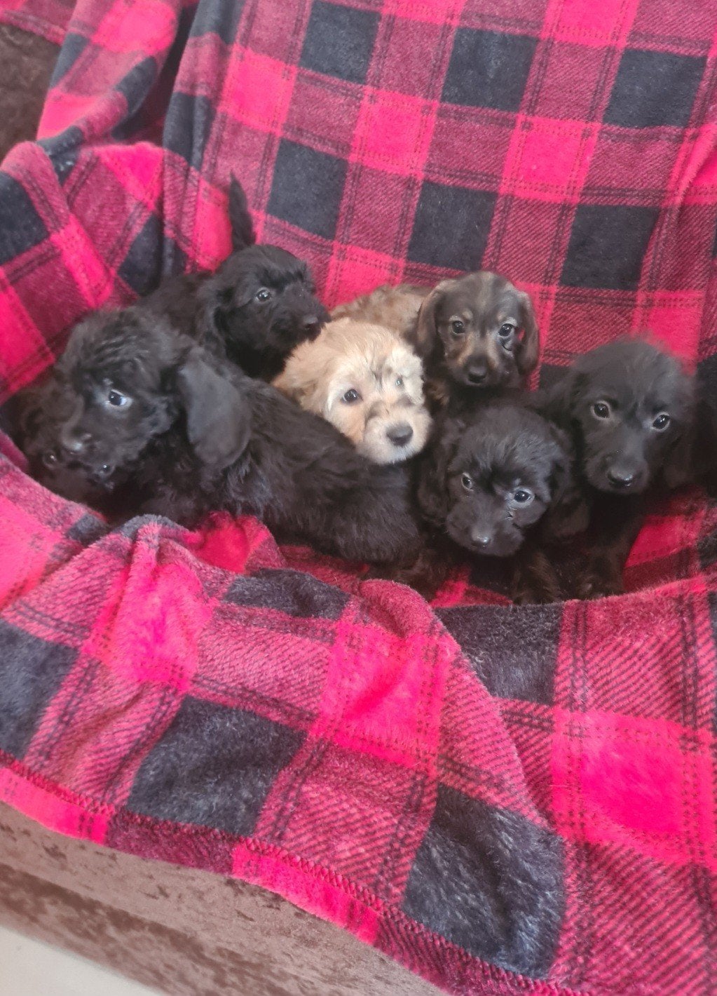 Ruwhaar dwergteckel x dwergpoedel puppies, Doxiepoo!, Dieren en Toebehoren, Parvo, 8 tot 15 weken, Meerdere, Meerdere dieren