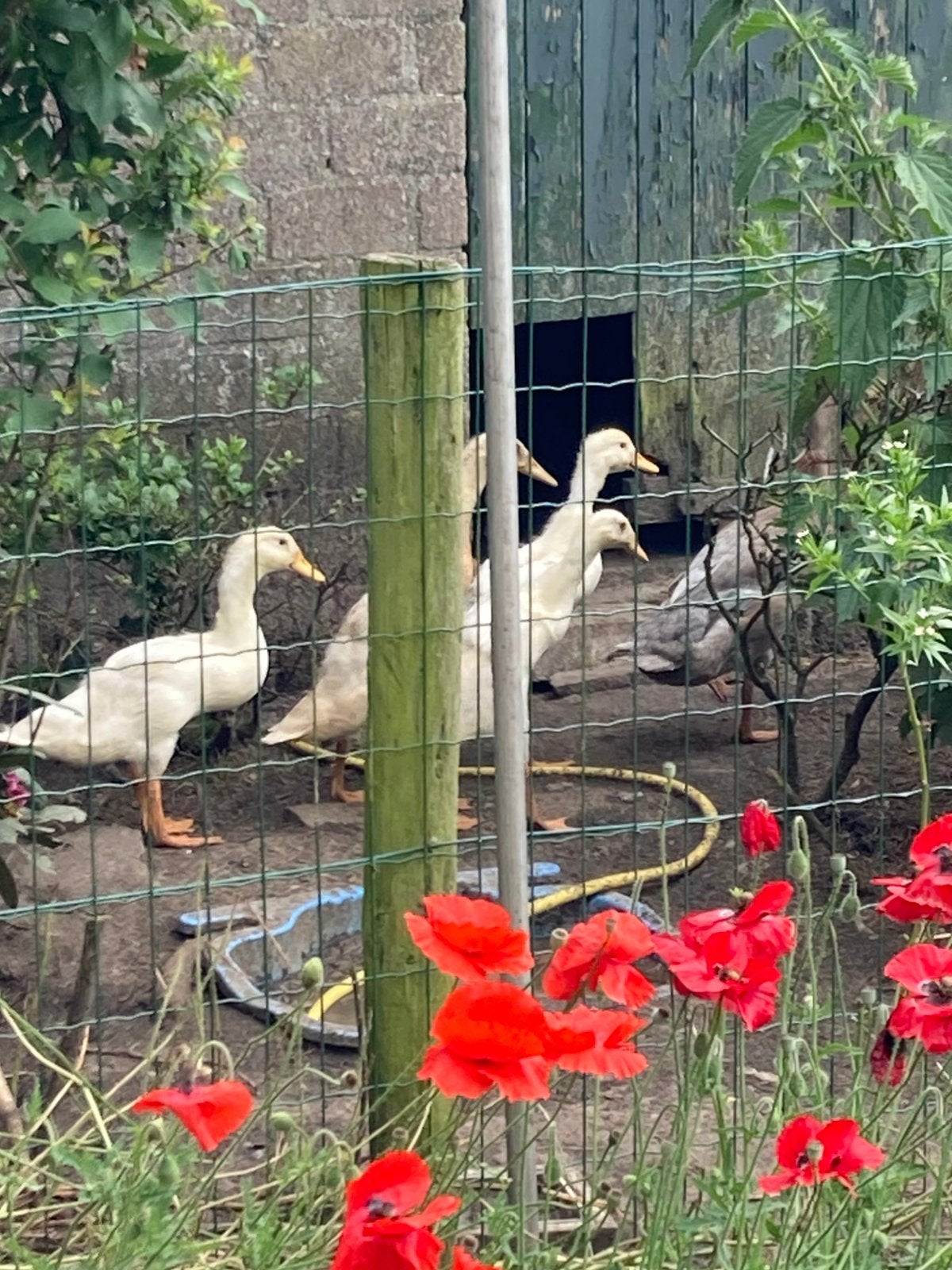 Loopeenden, Meerdere dieren, Eend