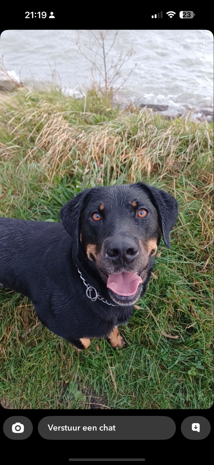 honden oppas aangeboden, Dieren en Toebehoren, Ophalen of Verzenden