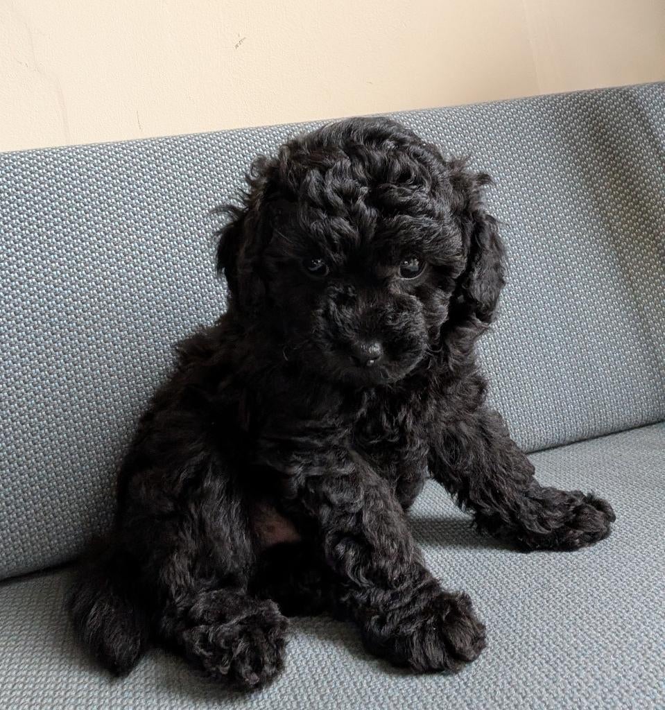 Toy poedel, Poedel, Parvo, Reu, 8 tot 15 weken