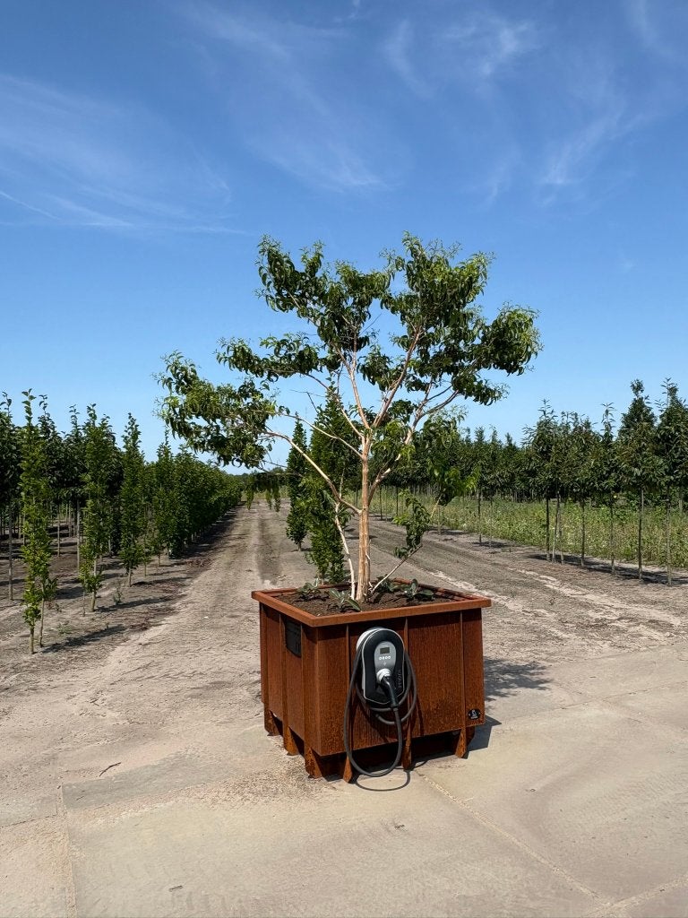 Exclusieve cortenstalen design boombak – nieuw, Ophalen, 100 cm of meer, Vierkant, Nieuw