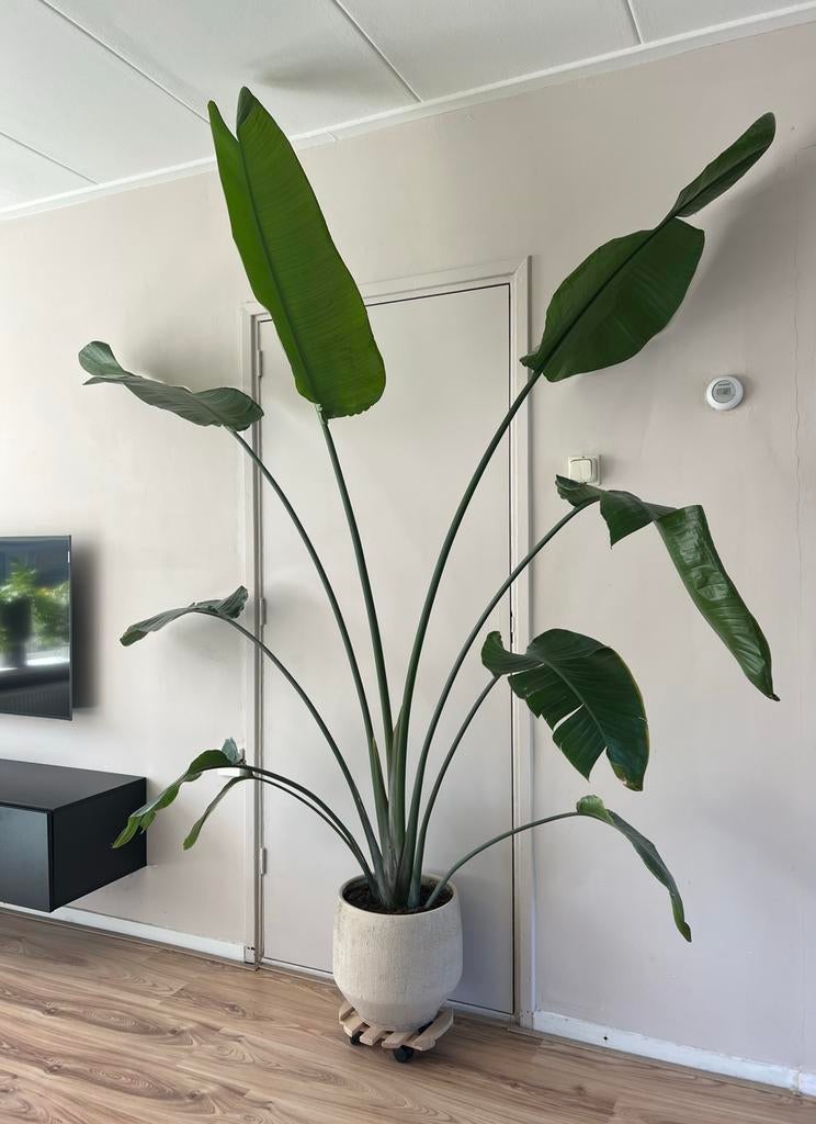 Strelitzia Nicolai - paradijsvogelplant, Ophalen, Overige soorten, Volle zon, 200 cm of meer