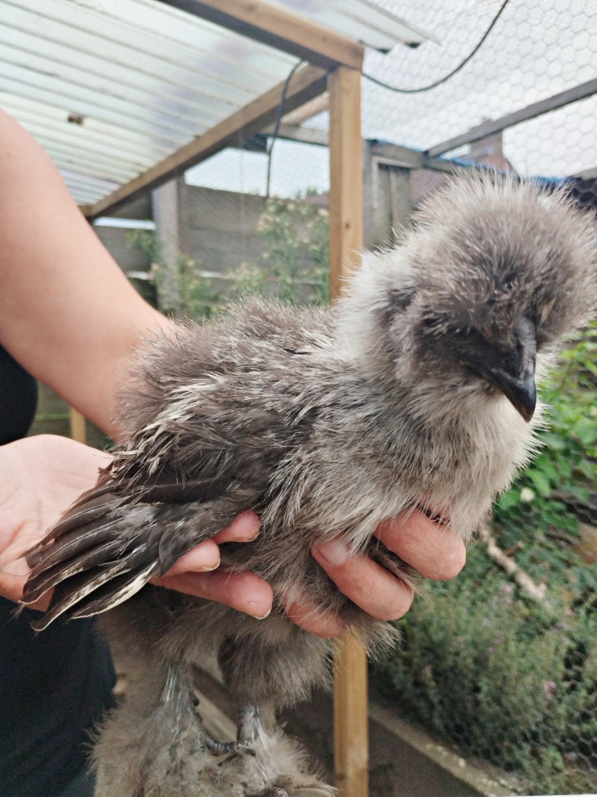 Zijdehoen, Dieren en Toebehoren, Pluimvee, Mannelijk, Kip
