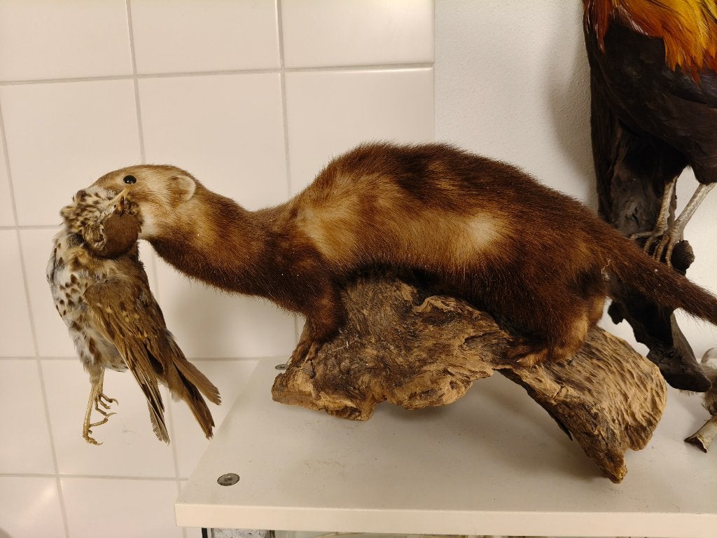Bunzing met vogel in bek, Ophalen of Verzenden, Gebruikt, Overige soorten, Opgezet dier