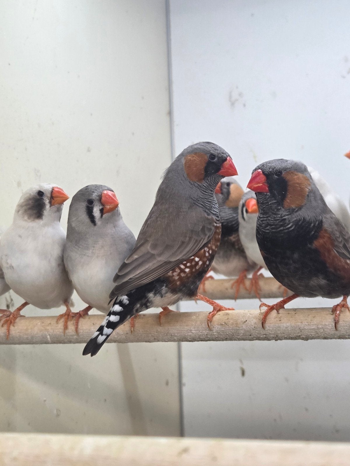 Prachtige grote TT  kwaliteit zebravinken, Dieren en Toebehoren, Vogels | Overige Vogels, Meerdere dieren, Tropenvogel