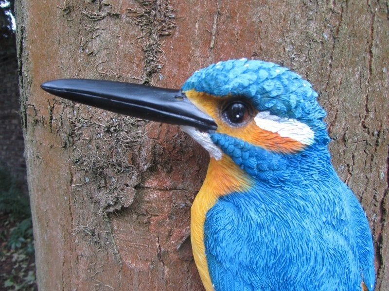 IJSVOGEL (L) THE BEAUTY, Verzenden, Nieuw