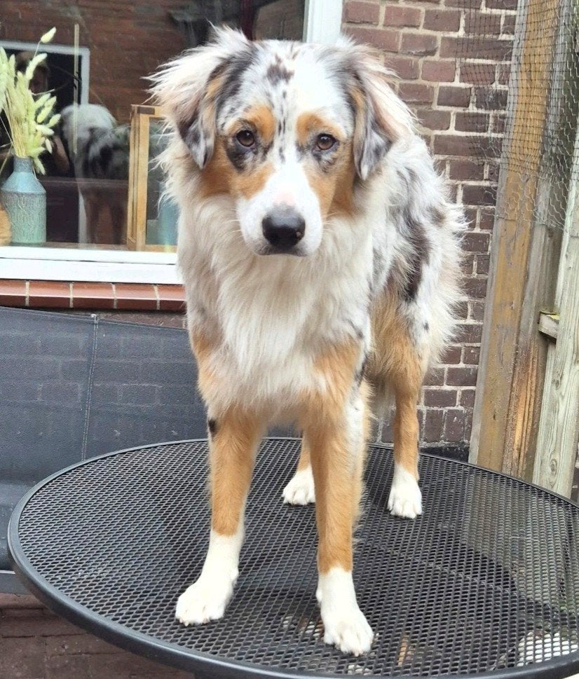Leuke australian shepherd border collie mix pups, Dieren en Toebehoren, 8 tot 15 weken, Meerdere, Meerdere dieren, Middel