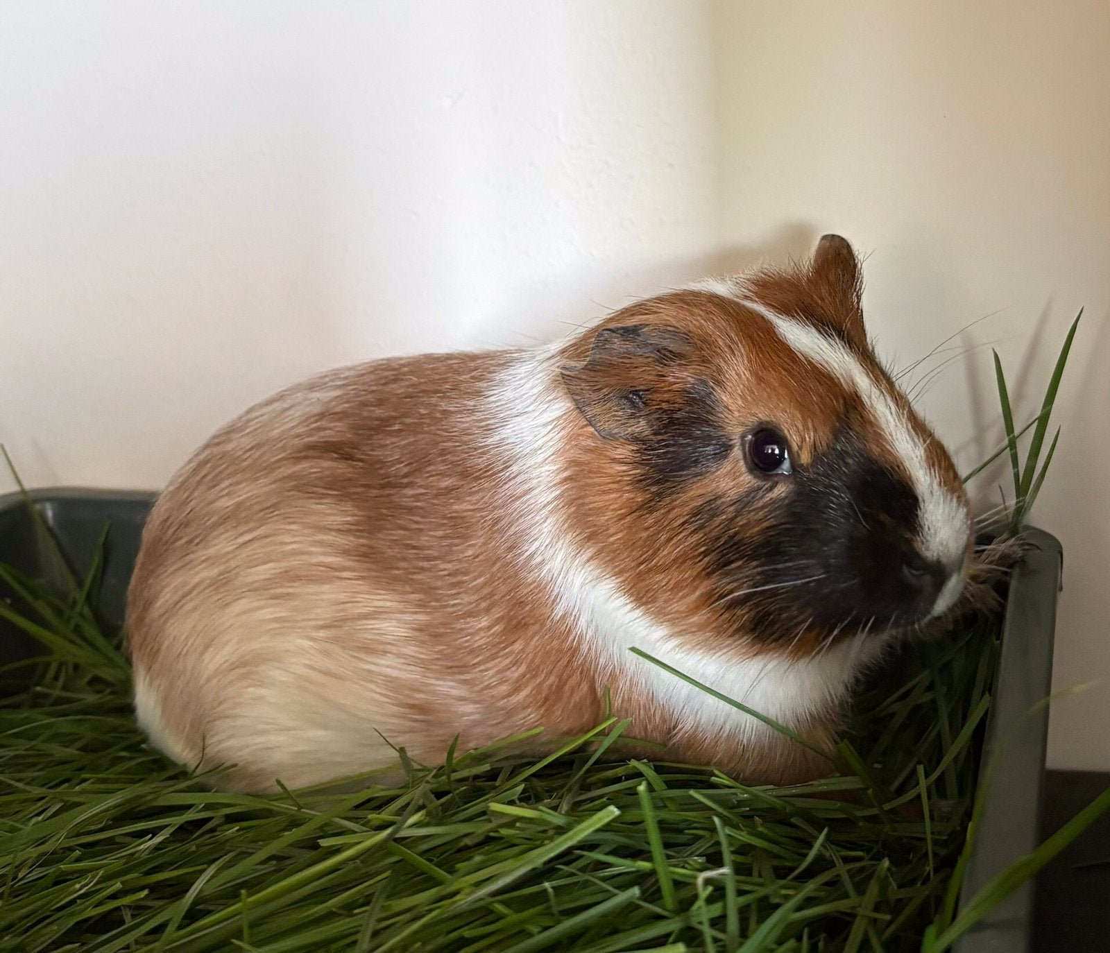 Roodschimmel cavia beertje, Dieren en Toebehoren, Knaagdieren, Juni, Mannelijk, Cavia