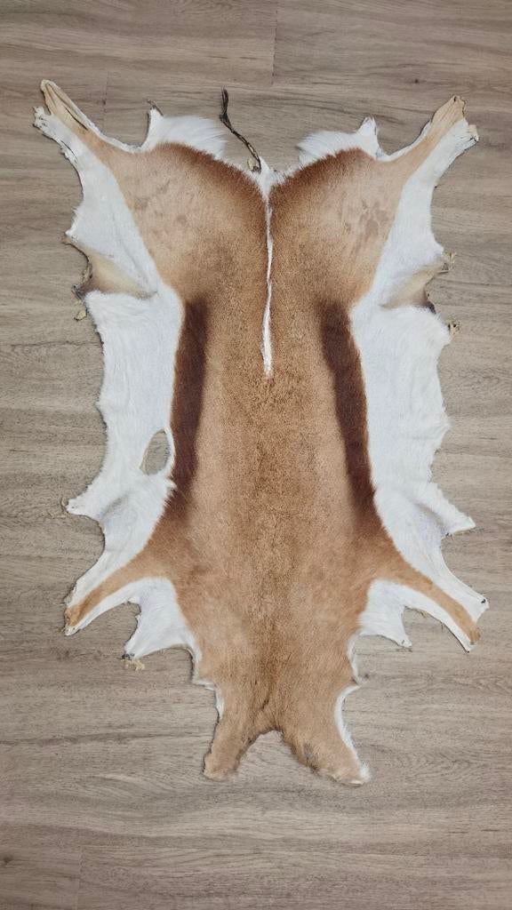 Uniek Springbok vel uit Zuid-Afrika, 100 tot 150 cm, Afrikaans, Natuurlijk, Rustiek, Bruin, Overige vormen