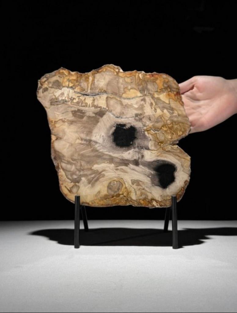 Gefossiliseerd hout van Sooka, custom made standaard (nieuw), Verzenden, 20 - 50 cm, Op sokkel, Beeld