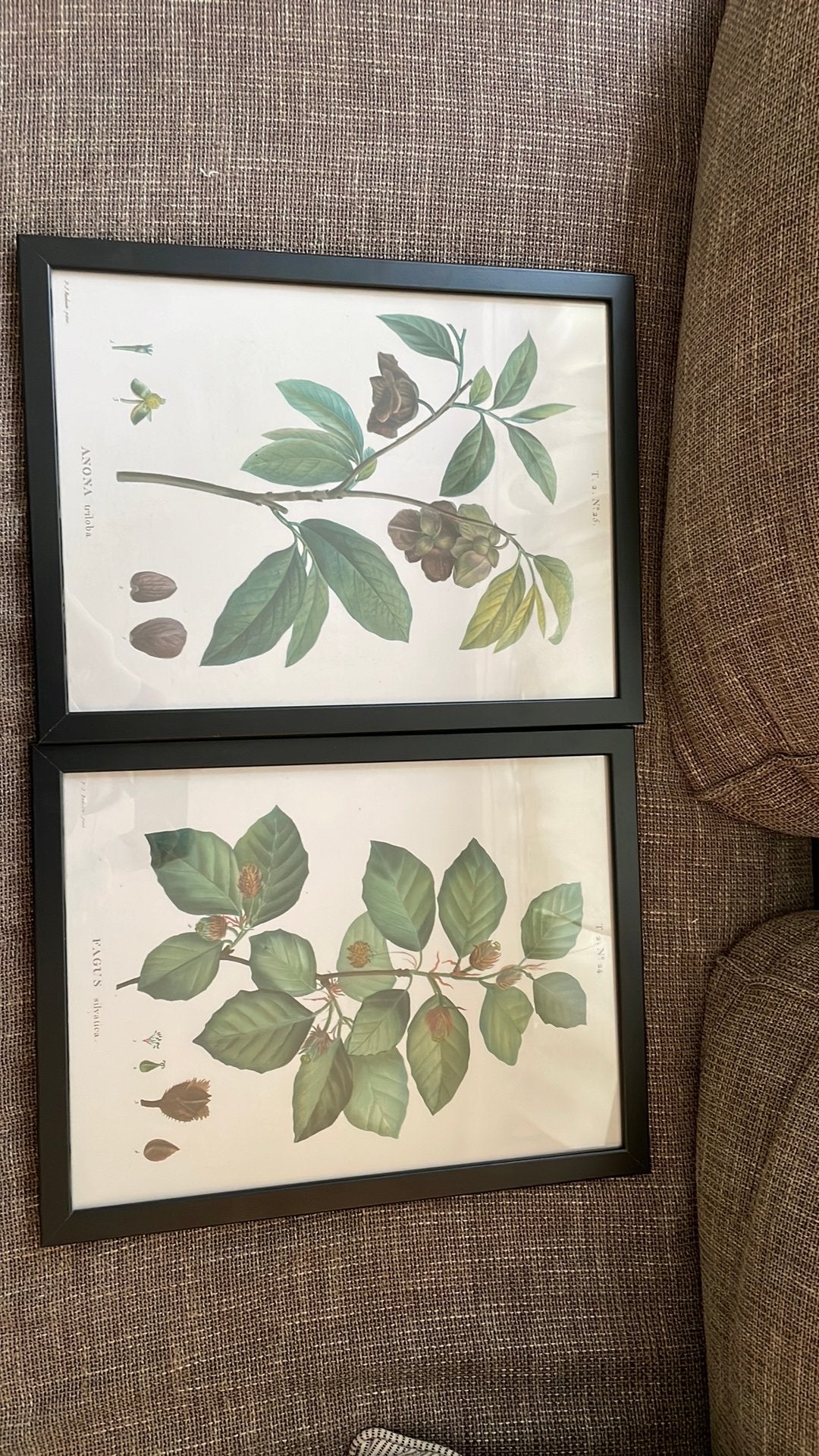 Set van 2 Botanische Prints in Zwarte Lijsten, Ophalen, Zo goed als nieuw, Print, Minder dan 50 cm