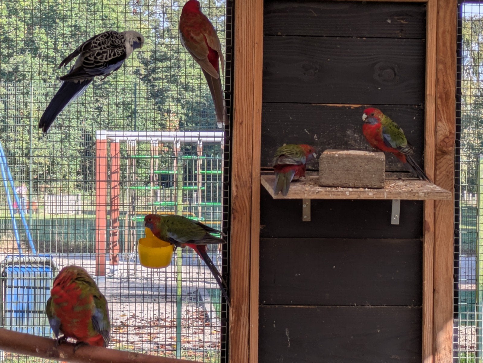 4 jonge penanten, Dieren en Toebehoren, Meerdere dieren, Parkiet