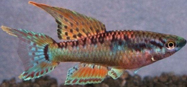 Aphyosemion Bivittatum killivis - Koidreams Valburg