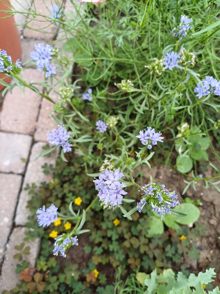 Gillia Capitata - Prachtige Blauwe Bloemen, Ophalen of Verzenden, Voorjaar, Volle zon, Zaad