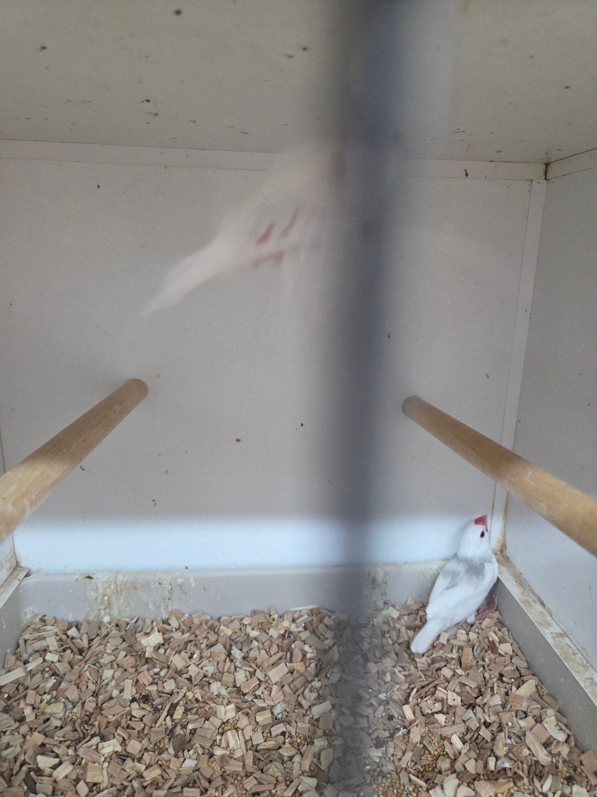 koppel rijst vogels, Dieren en Toebehoren, Vogels | Overige Vogels, Meerdere dieren