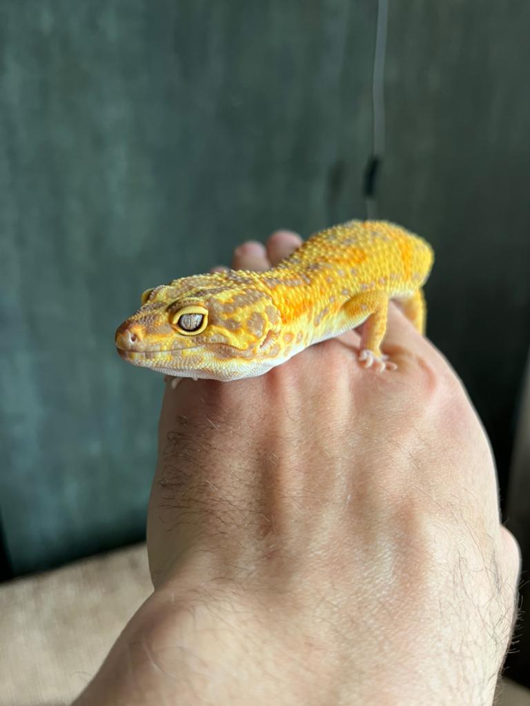 1.0 Eublepharis macularius tremper albino tangerine NK24 Leopard Gecko - male for sale from Thomtestudo